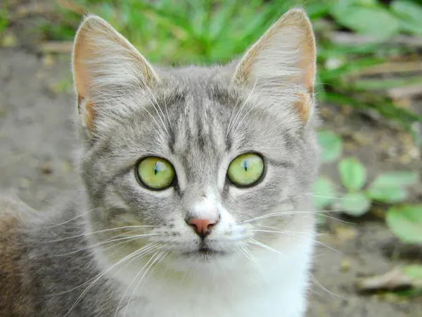 Küçük mavi gözlü kedi yavrusu fotoğrafı.