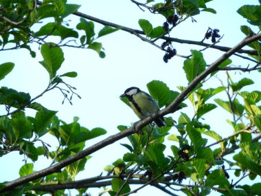 Doğal filloskopus collybita kuş fotoğrafı.