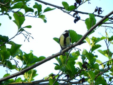 Doğal filloskopus collybita kuş fotoğrafı.
