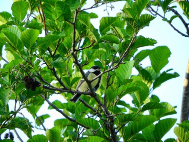 Doğal filloskopus collybita kuş fotoğrafı.