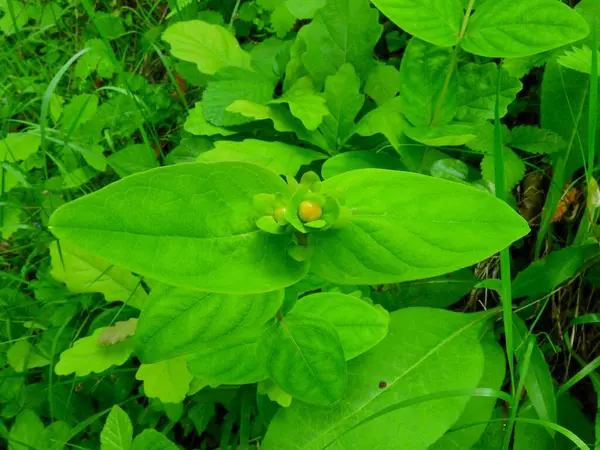 Yeşil ağaçlar orman manzarası fotoğrafı