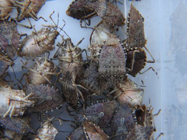 Halyomorfa Halys böcek makro fotoğrafı