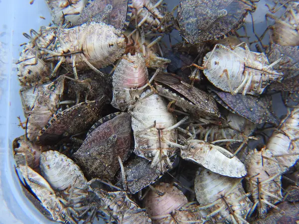 Halyomorfa Halys böcek makro fotoğrafı