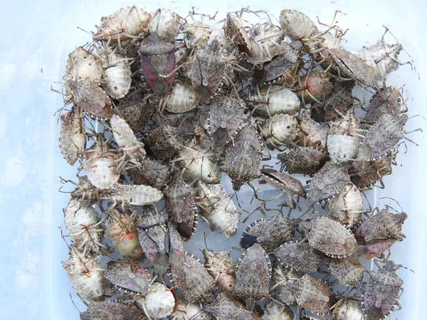 Halyomorfa Halys böcek makro fotoğrafı