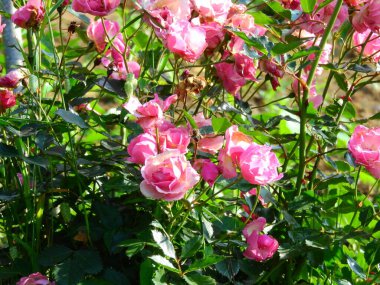pembe gül çiçekli makro fotoğraf
