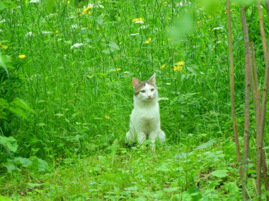 Küçük mavi gözlü kedi yavrusu fotoğrafı.