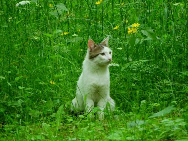 Küçük mavi gözlü kedi yavrusu fotoğrafı.