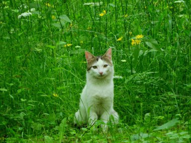 Küçük mavi gözlü kedi yavrusu fotoğrafı.