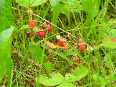 Doğal kırmızı yabani çilek fotoğrafı.