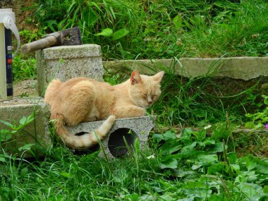 Küçük mavi gözlü kedi yavrusu fotoğrafı.