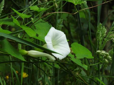 Doğal yeşil çay bahçesi fotoğrafı.