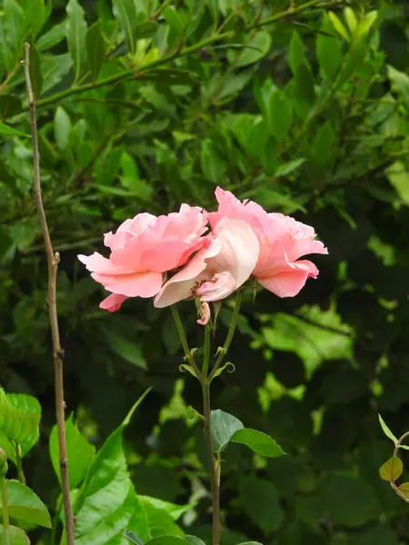 pembe gül çiçekli makro fotoğraf