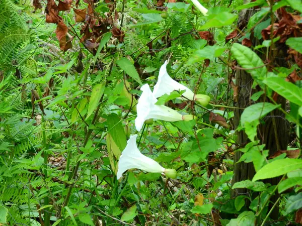 Doğal yeşil çay bahçesi fotoğrafı.