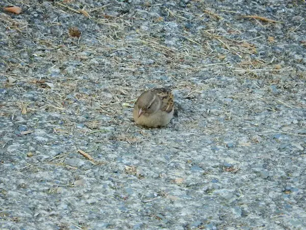 Doğal filloskopus collybita kuş fotoğrafı.