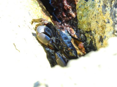 Deniz kenarındaki kayalıklarda yengeçler