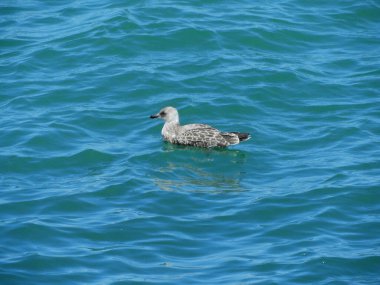 Çatıda doğal beyaz martı resmi var.