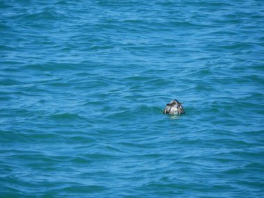 Çatıda doğal beyaz martı resmi var.