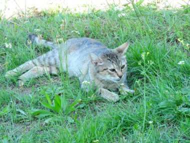 Küçük mavi gözlü kedi yavrusu fotoğrafı.