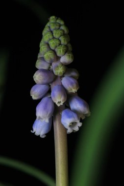 Bahçe üzümü-sümbül çiçeği makro fotoğrafı