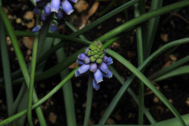 Bahçe üzümü-sümbül çiçeği makro fotoğrafı