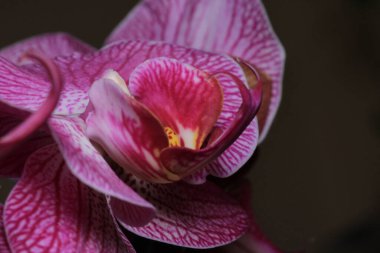 pembe orkideler çiçekler makro fotoğraf