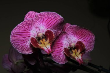 Pembe orkideler çiçekli makro fotoğraf