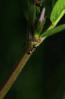 Siyah marangoz karınca makro fotoğrafı