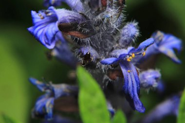 Siyah marangoz karınca makro fotoğrafı