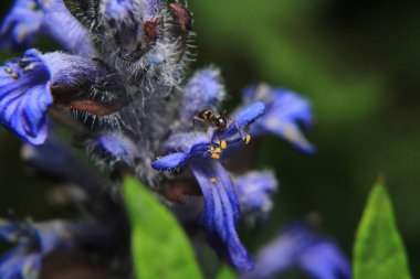 Siyah marangoz karınca makro fotoğrafı