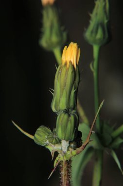 Calendula Officinalis sarı çiçekli makro fotoğraf