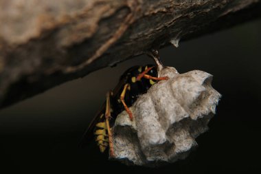 Avrupa sarı eşekarısı makro fotoğrafı