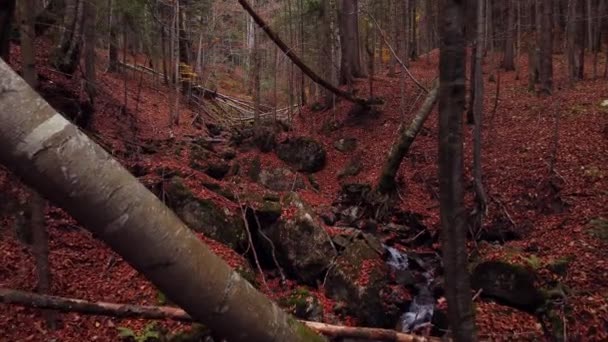 Ein Bach Einem Herbstlichen Laubwald Mit Abgefallenen Blättern Ein Flug — Stockvideo