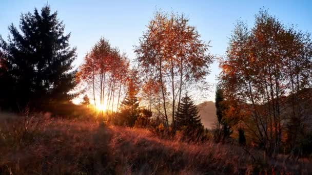 Закат Деревьями Осенних Теплых Тонах Деревья Сухая Трава Освещенные Лучами — стоковое видео