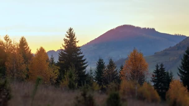 Осенний Пейзаж Деревьями Красочных Сумерках Высококачественные Кадры — стоковое видео