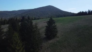 Bir İHA 'nın hava görüntüsü. İlkbahar manzarasında yoğun bir ladin ormanının ortasında bir çayır. Yüksek kalite 4k görüntü
