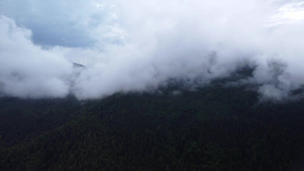 Похмуре Гірське Дерево Пташиного Польоту Пишні Хмари Покривають Дикий Туманний — стокове відео