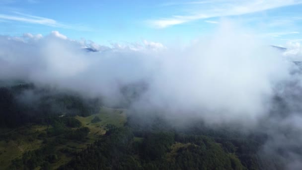Nevoeiro Nebuloso Sopra Sobre Florestas Abetos Tiros Aéreos Florestas Abeto — Vídeo de Stock