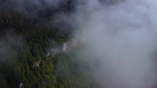 Sis Ladin Ormanlarının Üzerine Eser Sisli Bir Günde Dağ Tepelerindeki — Stok video