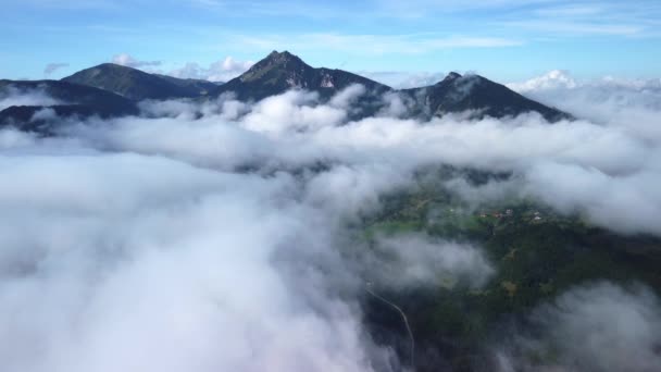 云雾吹过云杉林 在多雾的天气里 高山上云杉林的空中拍摄 早上的低云和中心云 无人机视图 实时视频 — 图库视频影像