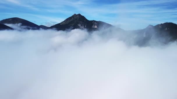 Туманный Туман Дует Над Еловыми Лесами Воздушные Кадры Еловых Лесов — стоковое видео