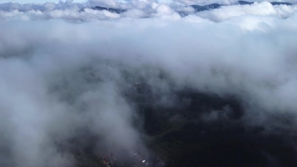 Ködös Köd Fúj Lucfenyőerdőkre Légifotók Lucfenyőerdőkről Hegyekben Egy Ködös Napon — Stock videók