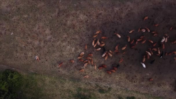Geniş Bir Sığır Sürüsünün Koruyucu Bir Muhafazadaki Havadan Görüntüsü Yüksek — Stok video