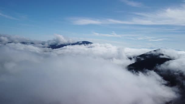 Niebla Brumosa Sopla Sobre Los Bosques Abetos Fotos Aéreas Bosques — Vídeos de Stock