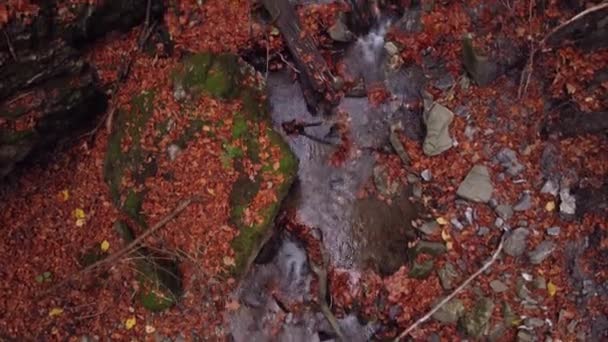 Πετώντας Μέσα Από Δέντρα Φθινόπωρο Του Δάσους Υψηλής Ποιότητας Πλάνα — Αρχείο Βίντεο
