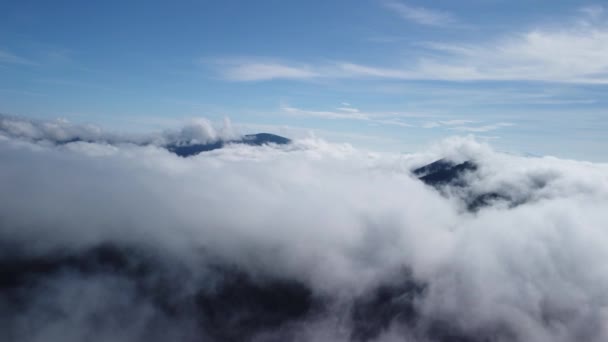霧霧がスプルースの森の上に吹く 霧の日の間に山の丘の上のトウヒの森の空中ショット 午前中の低 中央の雲 ドローンビュー 鳥の目のビュー リアルタイム映像 — ストック動画