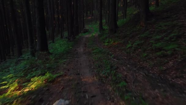Wanderweg Wilden Grünen Kiefernwald Kommt Voran Drohnenflug Der Nähe Von — Stockvideo