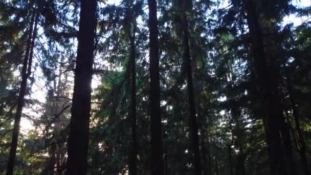 Ağaçların Yanında Bir Ile Uçmak Drone Videosu — Stok video