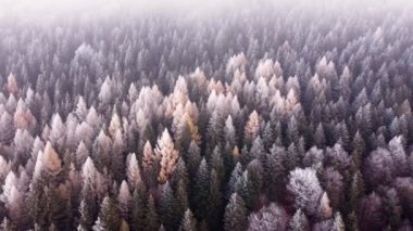 Sisli havada, ormanın üzerindeki donmuş ağaç tepelerinin hava görüntüsü. Yüksek kalite 4k görüntü