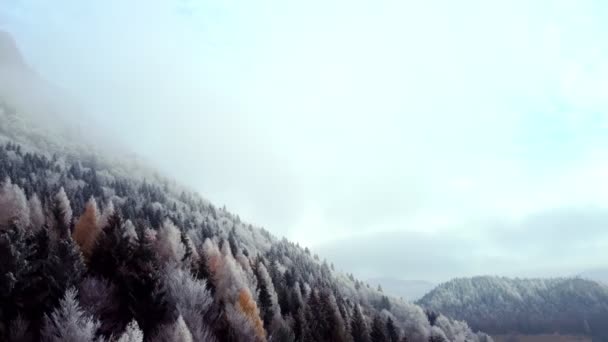 Aerial View Frozen Winter Trees Forest Flying Upwards Treetops Foggy — Video