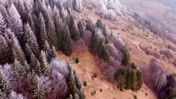 Aerial View Frozen Trees Forest Flying Backwards Treetops Misty Landscape — ストック動画
